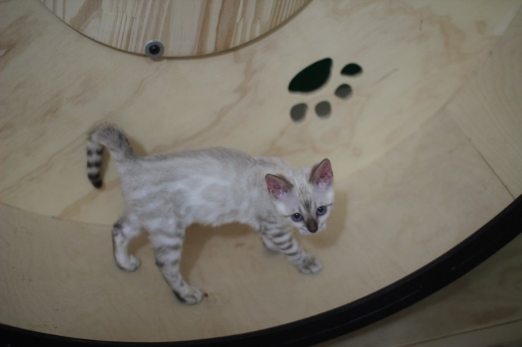 스노우뱅갈고양이 초아가 오늘부터 캣휠 선수가 됬습니다~~~ 관련 이미지 1