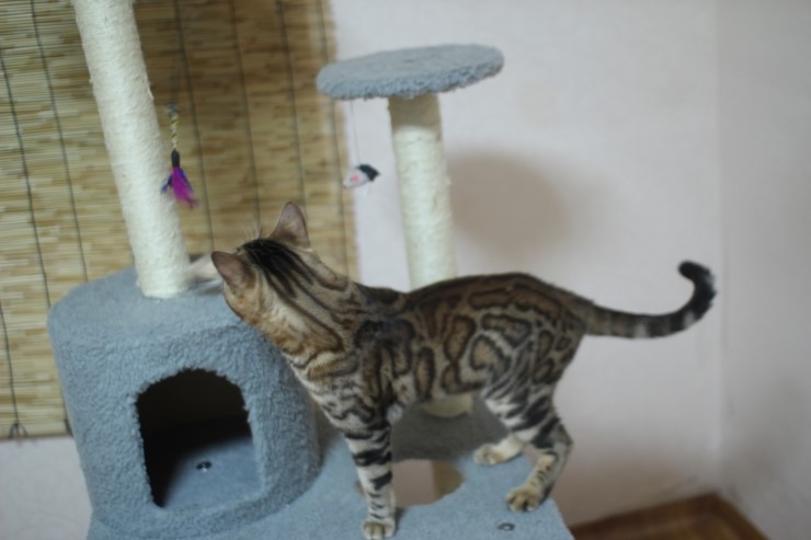 뱅갈고양이 장고 신났네요 ㅎㅎㅎ 관련 이미지 10