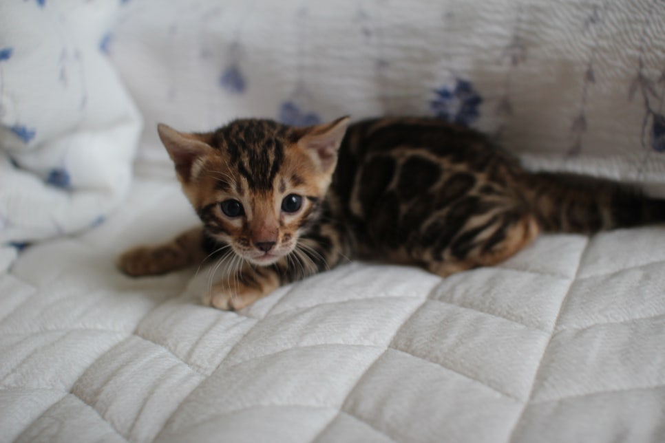 성격이 엄~~~청 나게 좋은 브라운 뱅갈고양이 남아예요~ 관련 이미지 6