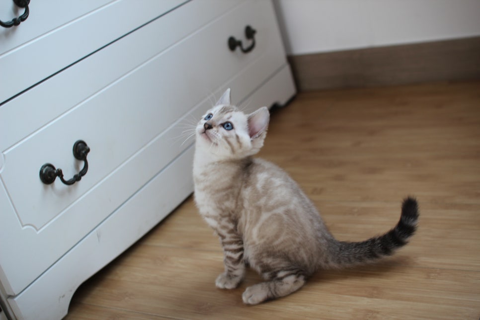 스노우뱅갈고양이 꼬맹이 신났네 신났어 관련 이미지 20