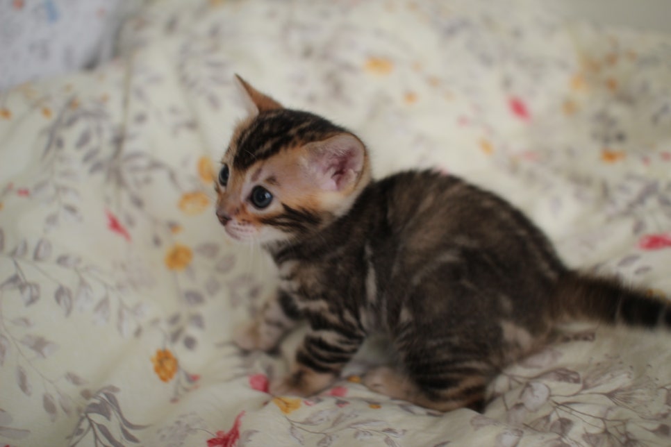 뱅갈고양이 꼬맹이 하루하루 쑥쑥 멋지게 성장중~ 관련 이미지 17