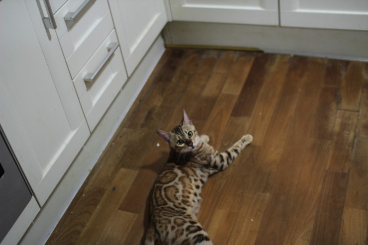 소유뱅갈고양이 캐터리 스텔라~ 관련 이미지 2