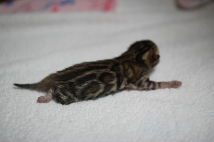 new litter 관련 이미지 2