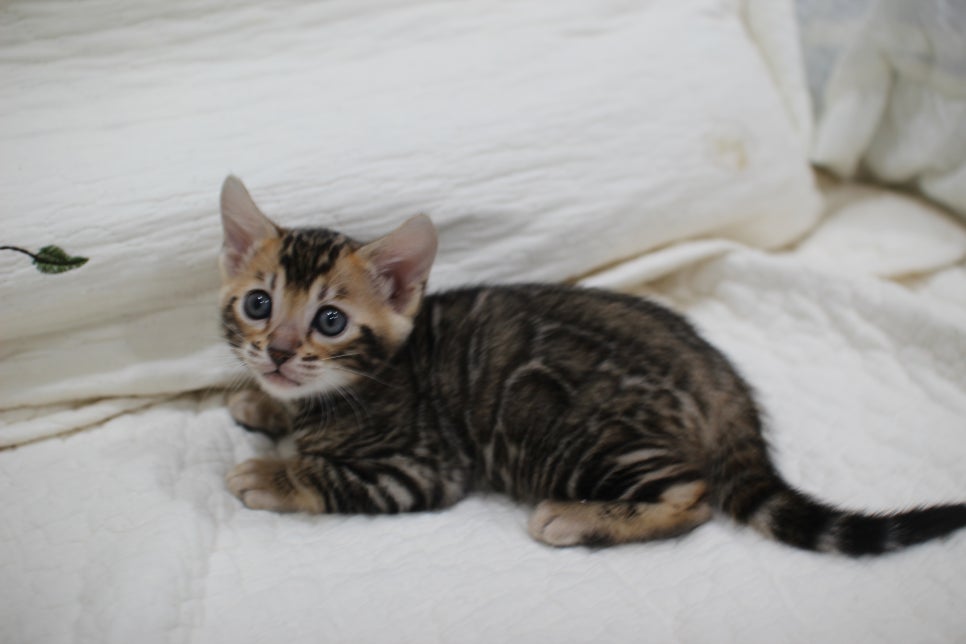 점점 개냥이가 되가는 브라운 뱅갈고양이 여아예요~ 관련 이미지 8