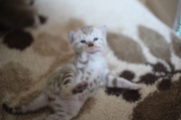 스노우 뱅갈고양이 밍크걸 보시고 가세요^^ 관련 이미지 21