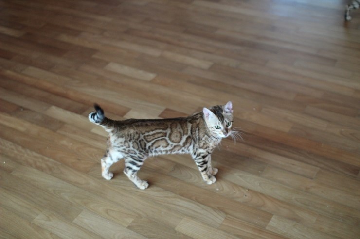 soyu stella 관련 이미지 4