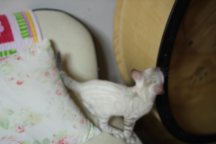 스노우뱅갈고양이 여아들 이쁘고 건강히 성장하고 있어요~ 관련 이미지 2