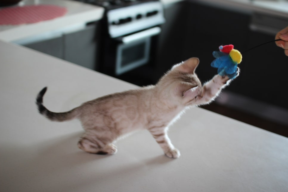 진정한 개냥이 스노우뱅갈고양이 남아 분양해요~ 관련 이미지 3