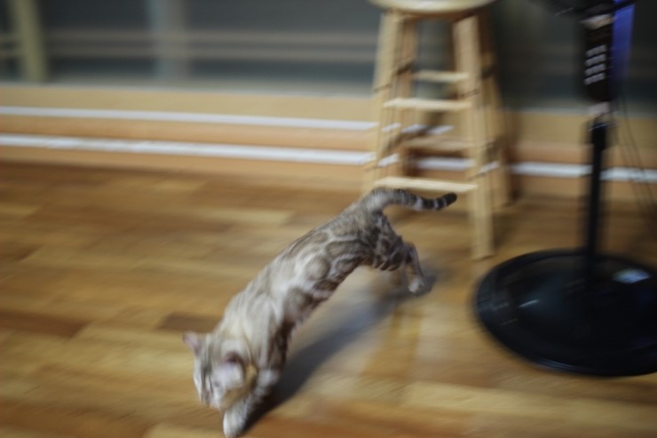 실밍크 뱅갈고양이 킹이예요~~ 관련 이미지 2