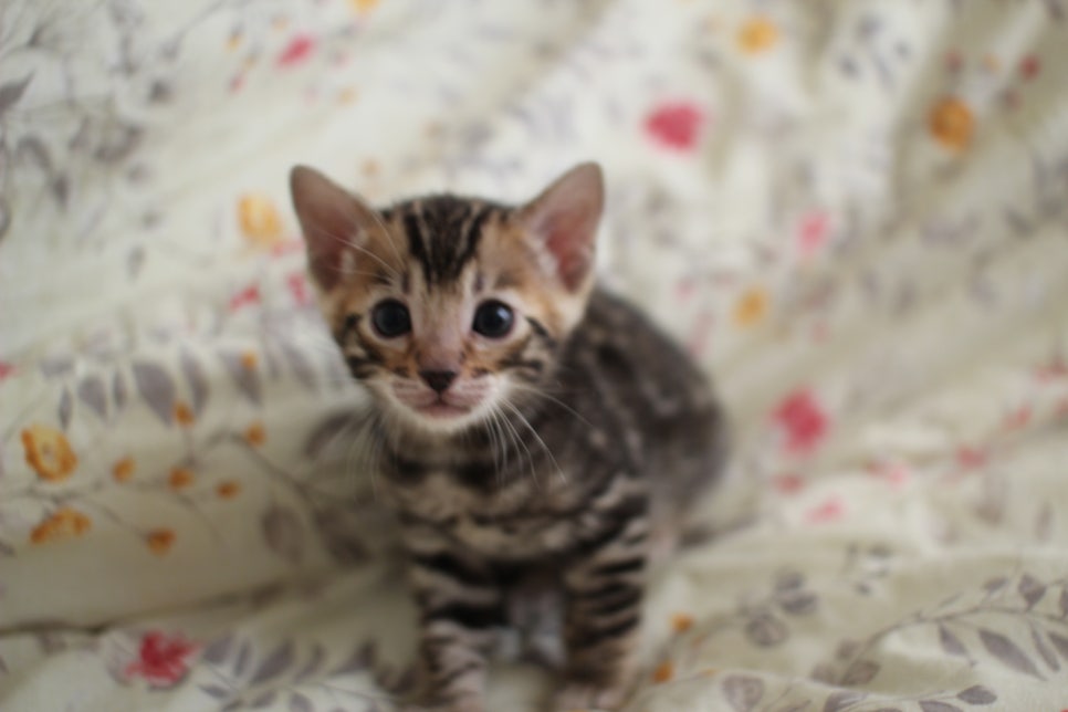 순둥이 개냥이 뱅갈고양이 남아 분양해요~ 관련 이미지 2