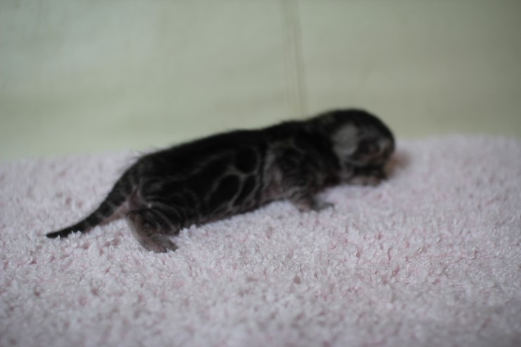 뱅갈고양이 실버랑 브라운 꼬물이 관련 이미지 3