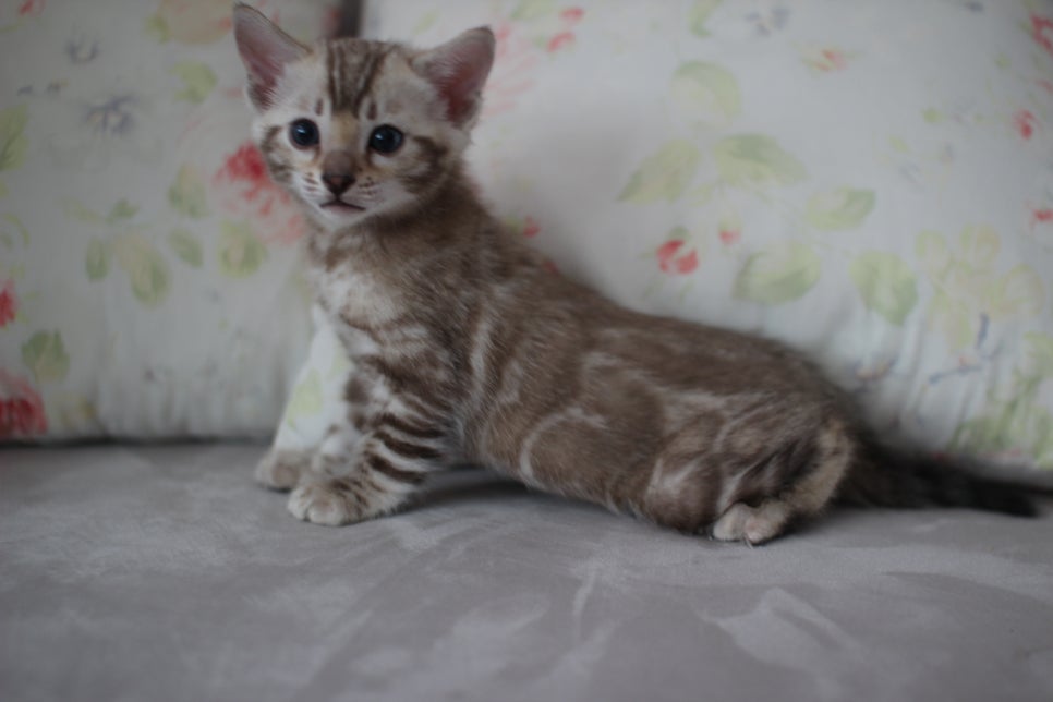 실밍크뱅갈고양이 남아 분양해요~ 관련 이미지 7