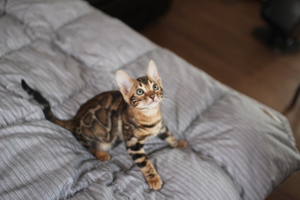 뱅갈고양이 장군이 분양 합니다 (오늘 모습) 관련 이미지 9