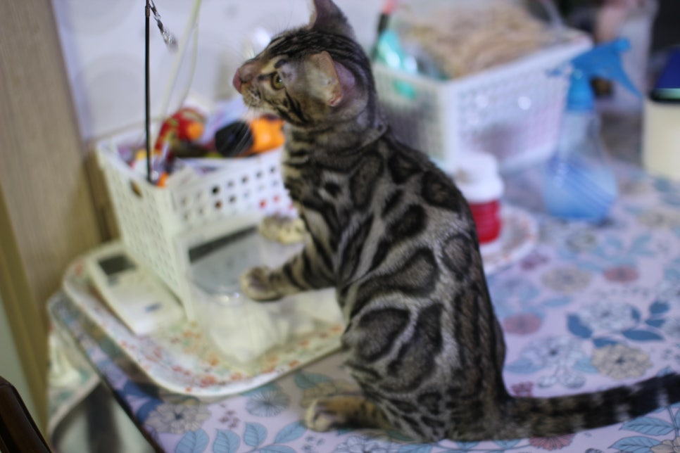 골골송 대마왕 브라운 뱅갈고양이 남아 분양해요~ 관련 이미지 5