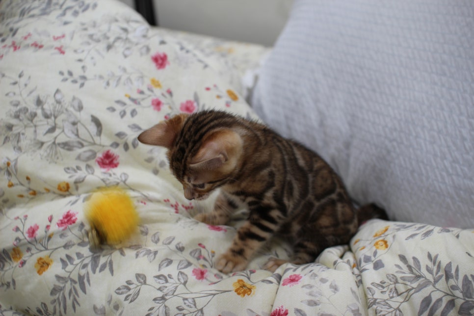 순종적인 성격에 브라운 뱅갈고양이 남아 분양해요~ 관련 이미지 13