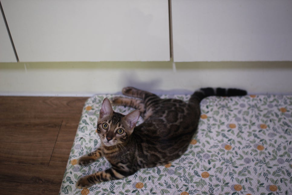 뱅갈고양이 강아지 같은 아이들 분양해요~ 관련 이미지 7