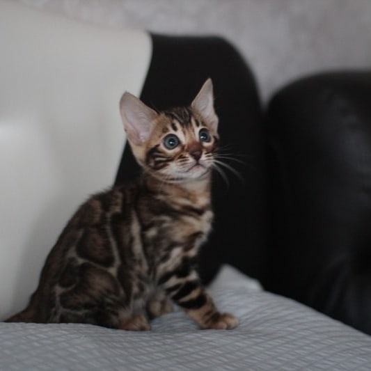 분양중인 뱅갈고양이 장군이 성장 모습~ 관련 이미지 11