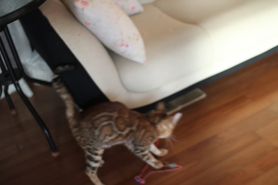 브라운 뱅갈고양이 스텔라 신났어요~ 관련 이미지 4