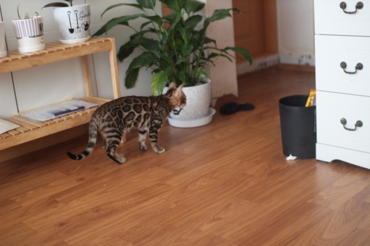 폴란드에서 온 뱅갈고양이 남아 golden rain 입니다~ 관련 이미지 4