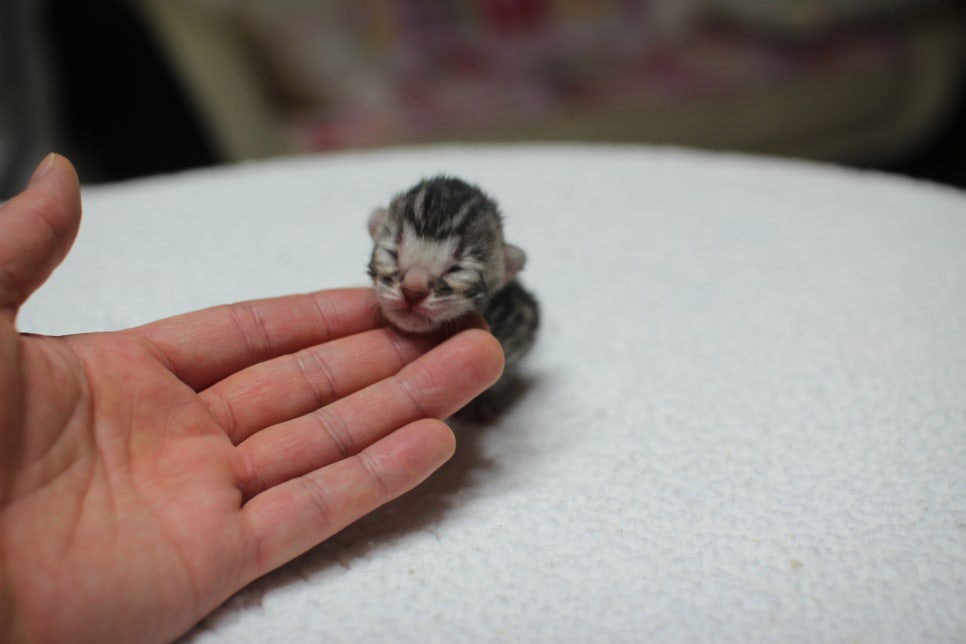 실버뱅갈고양이 꼬물이들 입니다~ 관련 이미지 5