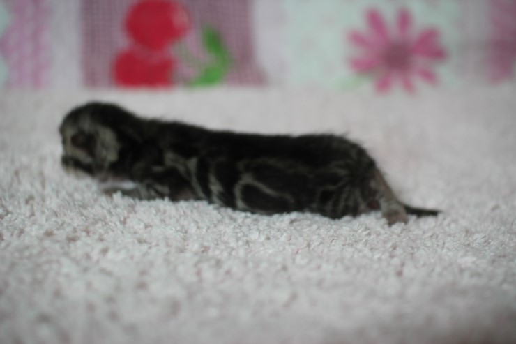 클라우드 로젯 실버뱅갈고양이 꼬물이 여아예요 관련 이미지 5