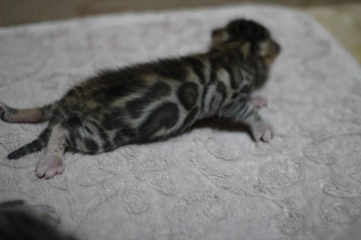 뱅갈고양이 자매 오늘 모습 입니다~ 관련 이미지 13