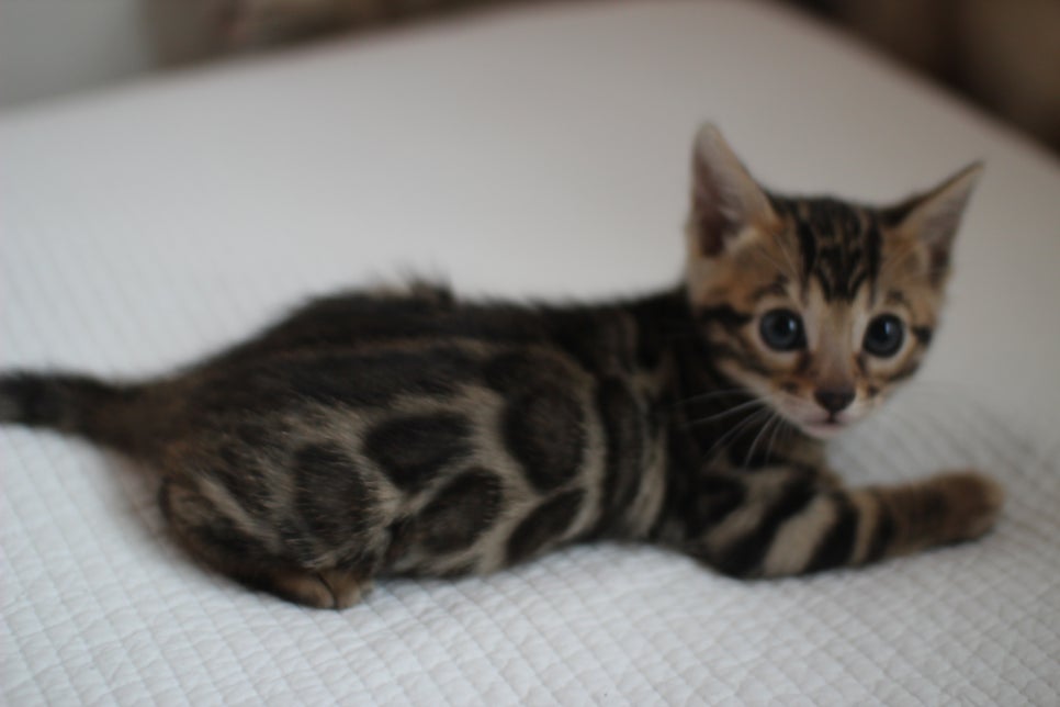 브라운과 실밍크 뱅갈고양이 여아 꼬맹이들 입니다~ 관련 이미지 2