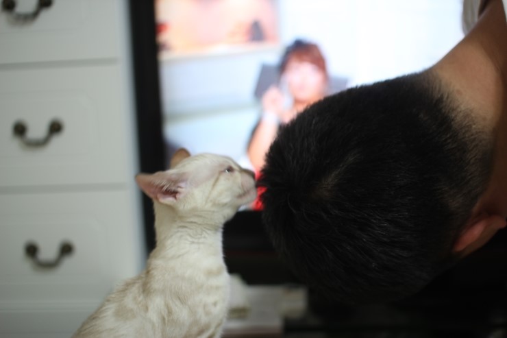 스노우뱅갈고양이 초아가 그루밍 해줘요 ㅎㅎㅎ 관련 이미지 6