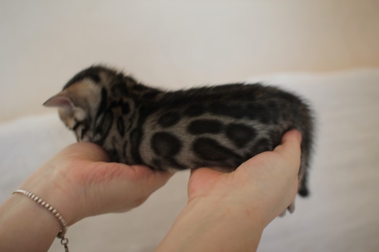 비슷한 패턴에 뱅갈고양이 남매~ 관련 이미지 4