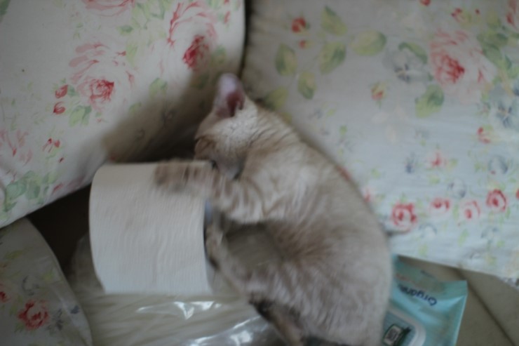 말썽꾸러기 스노우 뱅갈고양이 꼬맹이들 입니다~ 관련 이미지 2