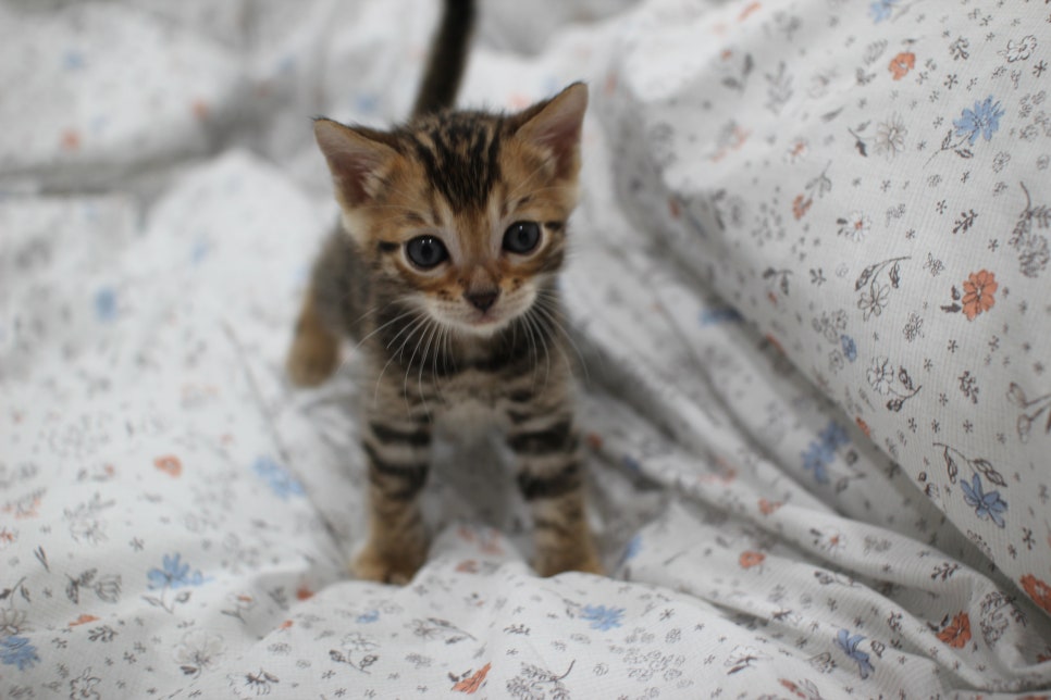 깔끔한 빅로젯이 이쁜 뱅갈고양이 남아 분양해요~ 관련 이미지 2