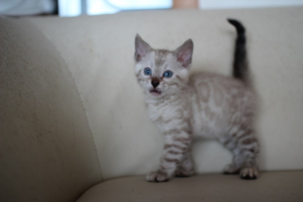 스노우 뱅갈고양이 남아에요~ 관련 이미지 10