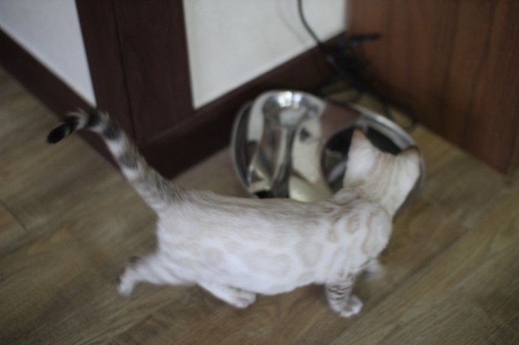 뱅갈고양이,스노우뱅갈고양이,뱅갈고양이분양 스노우 꼬맹이 재롱에 귀여워 죽겠어요 ㅎㅎㅎㅎㅎㅎ 관련 이미지 3