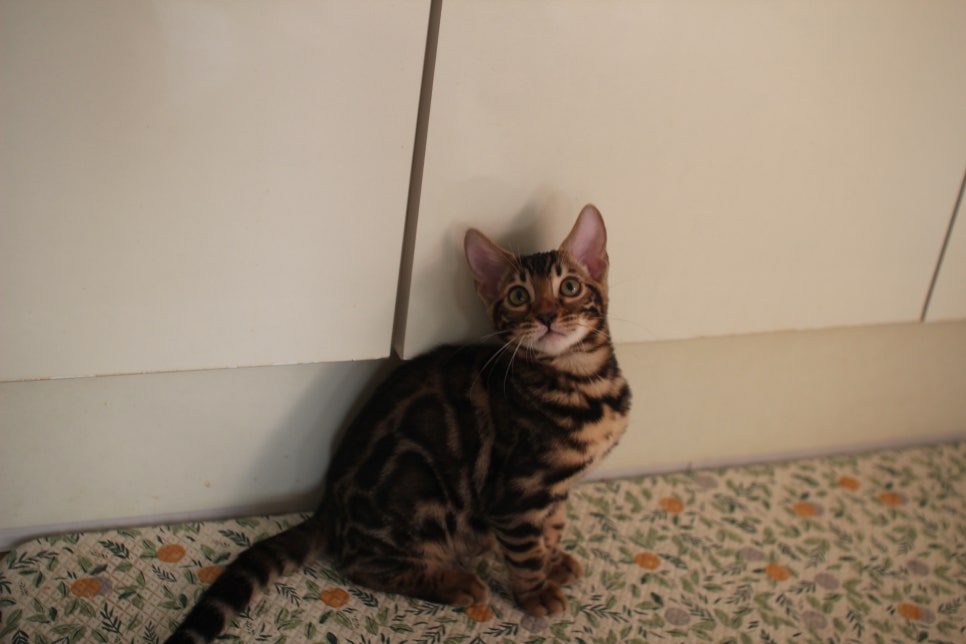 브라운 뱅갈고양이 분양중인 아이들 오늘 모습 입니다~ 관련 이미지 5