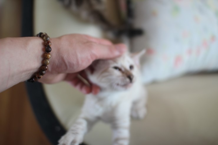 건강히 성장중인 뱅갈고양이 꼬맹이들~ 관련 이미지 5