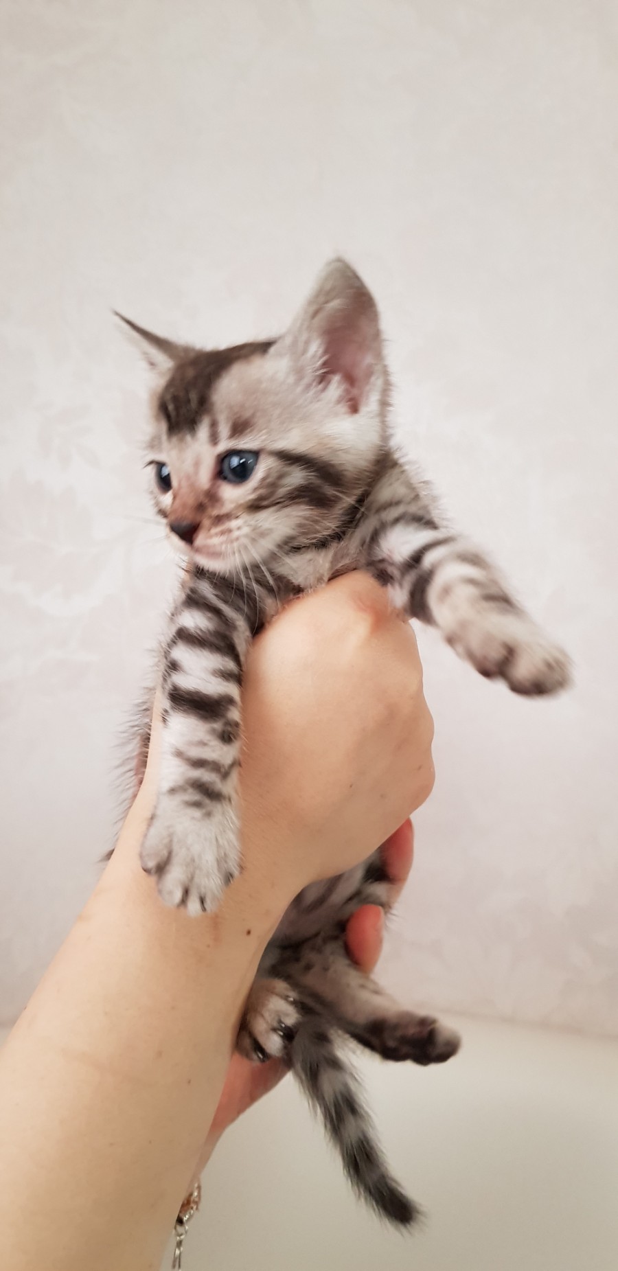 빅로젯 실버뱅갈고양이 꼬맹이 남아 입니다~ 관련 이미지 3