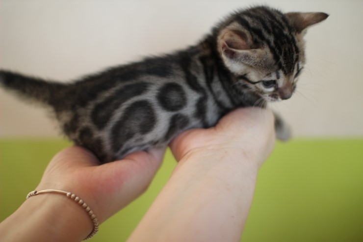 뱅갈고양이 분양 그냥 지나칠수 없을걸? 관련 이미지 7