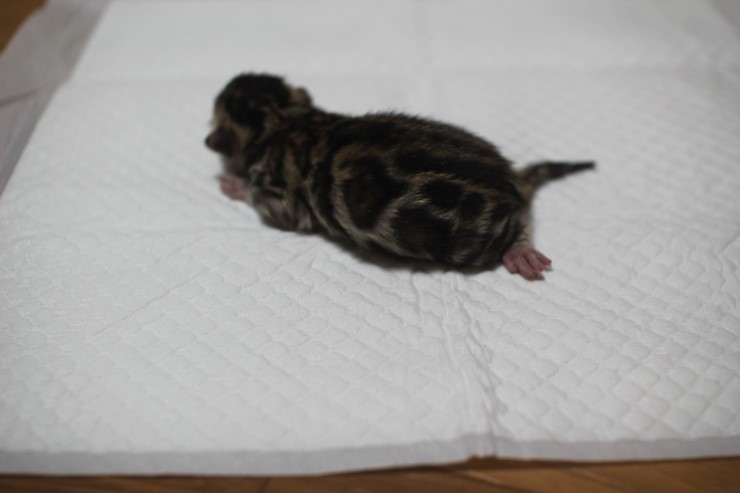 뱅갈고양이 소유캐터리 출산소식~ 관련 이미지 2