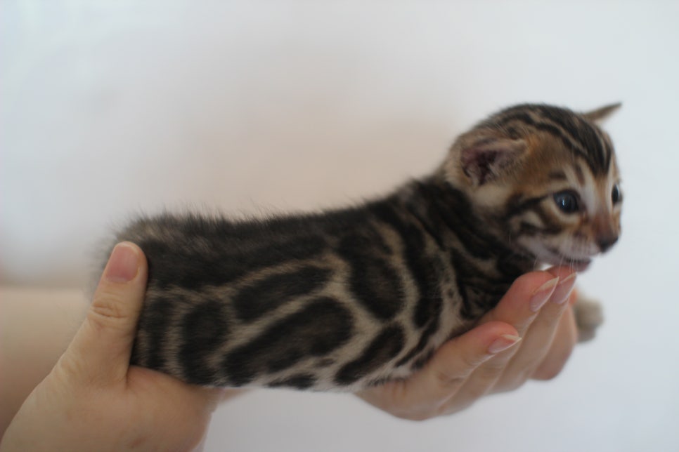 빅로젯 뱅갈고양이 삼형제예요~ 관련 이미지 9