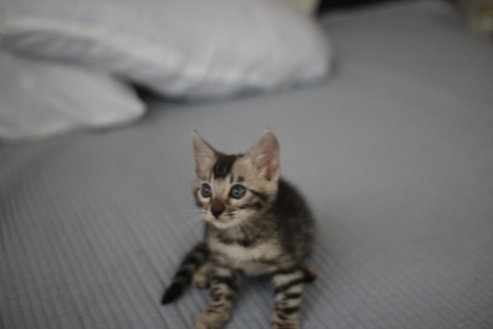 실버뱅갈고양이 남아 입니다..요청 하신분 보세요... 관련 이미지 3