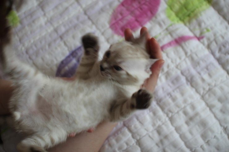스노우 뱅갈고양이 밍돌이와 밍순이 ㅎㅎ 관련 이미지 11