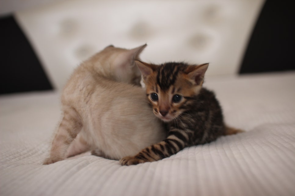 스노우,브라운 뱅갈고양이 꼬맹이들 분양 합니다~ 관련 이미지 1