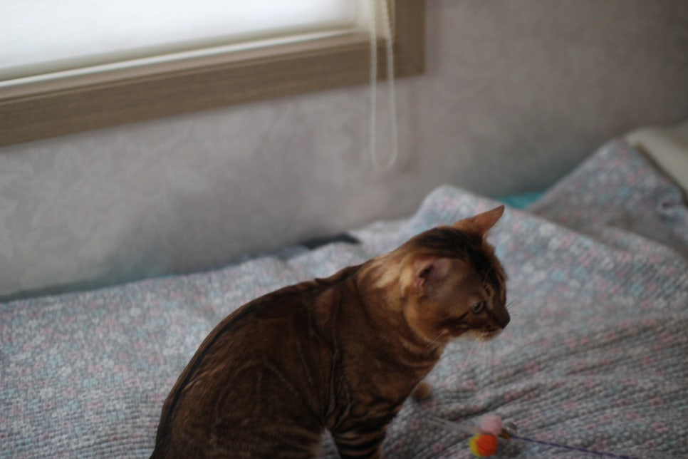 소유뱅갈캐터리 원탑 오랜만에 사진 찍었어요~ 관련 이미지 18