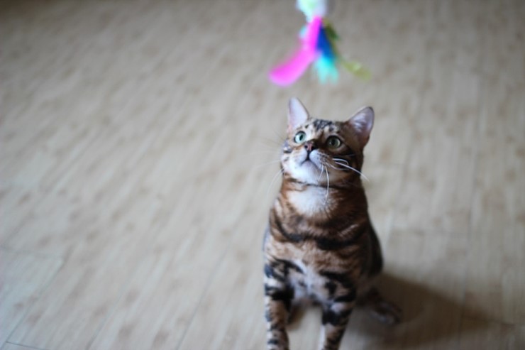 미남 뱅갈고양이 블랙홀 😘 관련 이미지 1