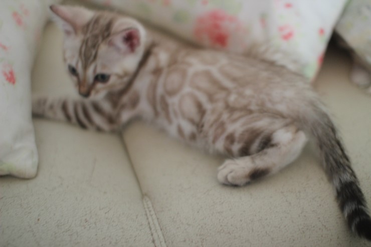 실밍크 뱅갈고양이 남아예요~ 관련 이미지 10