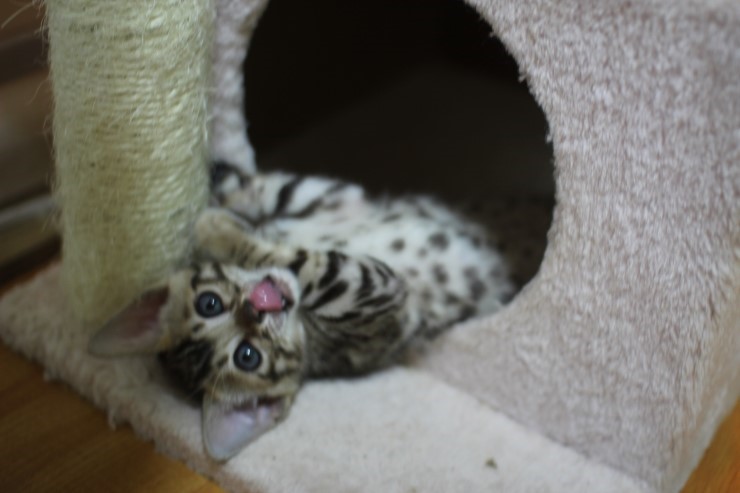 뱅갈고양이 꼬맹이들 모습은 보고 또봐도 사랑 입니다^^ 관련 이미지 7