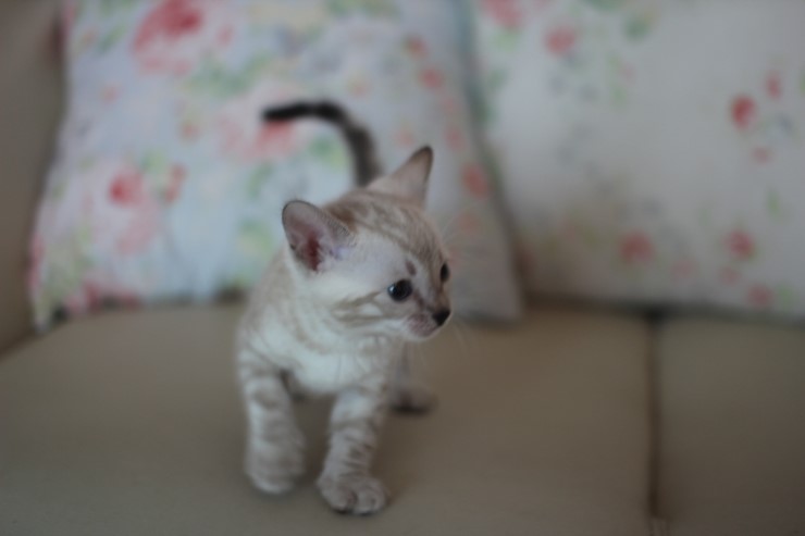 스노우 뱅갈고양이 밍돌이 사진 업데이트 했어요~ 관련 이미지 7