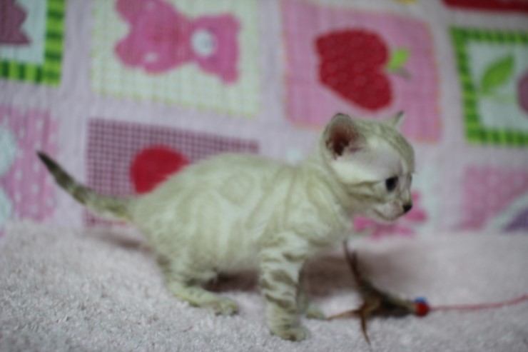 스노우뱅갈고양이 꼬맹이 여아 관련 이미지 3