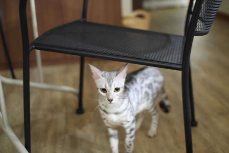 뱅갈고양이,스노우뱅갈고양이,뱅갈고양이분양 스노우 꼬맹이 재롱에 귀여워 죽겠어요 ㅎㅎㅎㅎㅎㅎ 관련 이미지 4