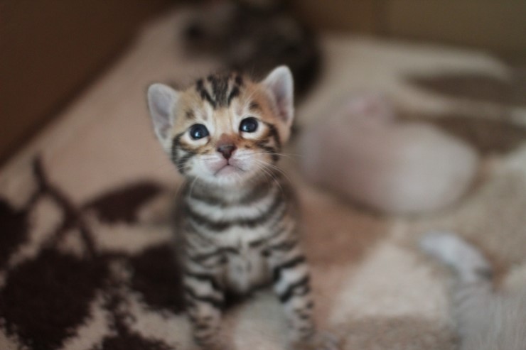 뱅갈고양이 앙증,깜찍 천사들^^ 관련 이미지 3